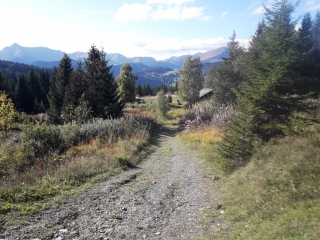 LE SINCERNERET - RECHERCHE DES MYRTILLES ET CHAMPIGNONS-haute-savoie