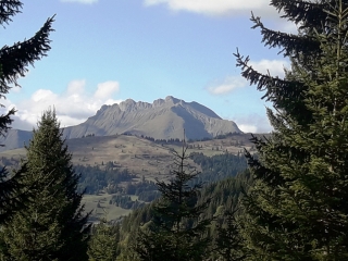 LE SINCERNERET - RECHERCHE DES MYRTILLES ET CHAMPIGNONS-haute-savoie