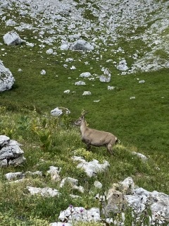 RANDONNEE TALLOIRE AU REFUGE DE LA TOURNETTE-haute-savoie