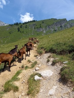COL DE COU PAR LES FRETEROLLES-haute-savoie
