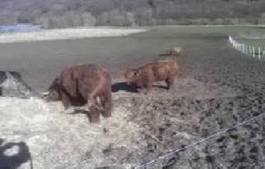 GR211 - VEULETTES - LE HANOUARD-seine-maritime