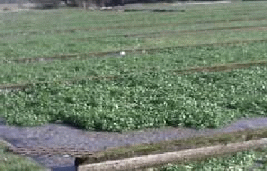 GR211 - LE HANOUARD - VALLIQUERVILLE-seine-maritime