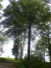 FORET DE BROTONNE-seine-maritime