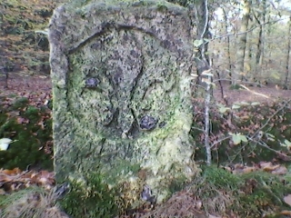 FORET DE BROTONNE-seine-maritime