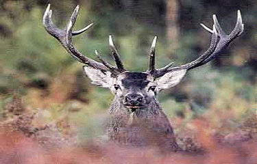 ENTRE SEINE ET FORET-seine-maritime