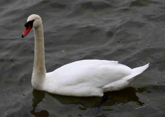 LA MAILLERAYE-SUR-SEINE (2)-seine-maritime