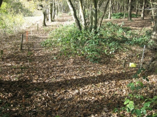 ISNEAUVILLE - FORET VERTE-seine-maritime