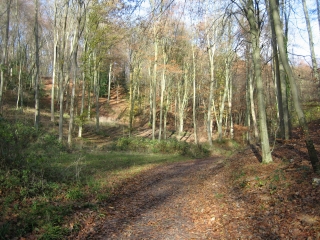 ISNEAUVILLE - FORET VERTE-seine-maritime