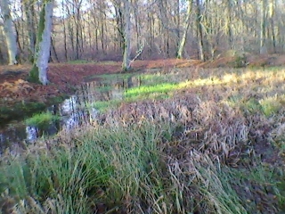 FORET DE BROTONNE (2)-seine-maritime