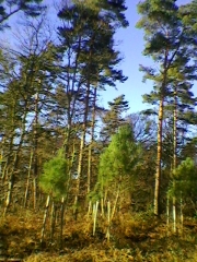 MONTIGNY (3)-seine-maritime