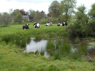 CRIQUETOT - VILLAINVILLE - CUVERVILLE-seine-maritime