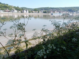 LE QUESNAY - BORD DE SEINE - FORET DE BROTONNE-seine-maritime