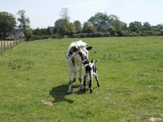 SAINT-JOUIN-BRUNEVAL (3)-seine-maritime