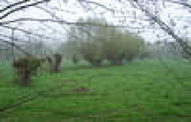 SAINT-JACQUES-D-ALIERMONT-seine-maritime