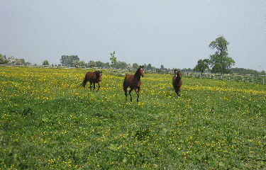 FONTAINE-SOUS-PREAUX-seine-maritime