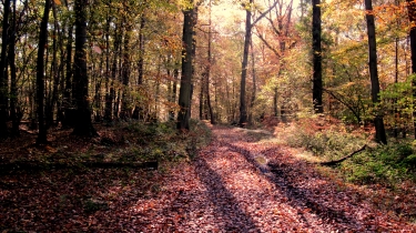CAUDEBEC-EN-CAUX (2)-seine-maritime
