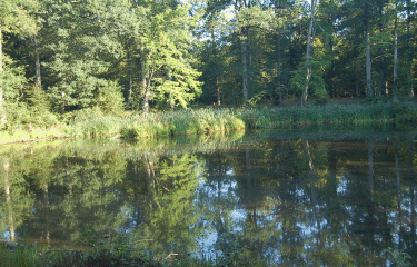 ROCHER CANON ET MARE AUX EVEES-seine-et-marne