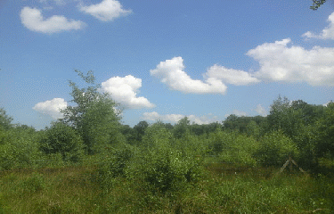 BOIS DE FERRIERE-seine-et-marne