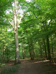FORETS DE FERRIERES-seine-et-marne
