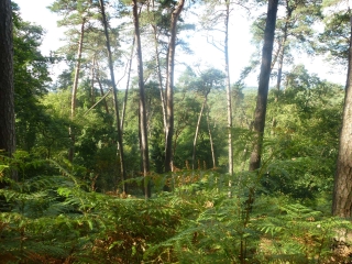 ROCHER DE BOULIGNY-seine-et-marne