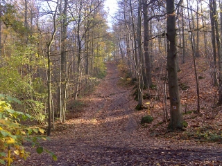 FORET DES FAUSSES-yvelines