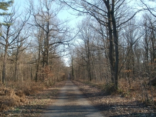 BALADE EN FORET DE ROSNY-yvelines