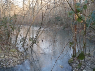 BALADE EN FORET DE ROSNY-yvelines