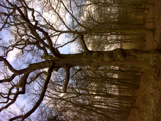 ETANGS DE LA FORET DE VERSAILLES -yvelines