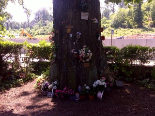 BIENVENUE EN FORET-yvelines