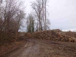 FORET DE SAINT GERMAIN (2)-yvelines