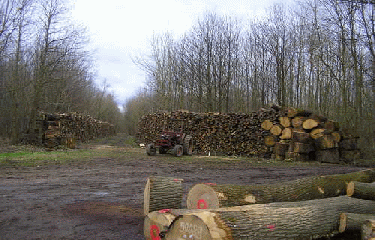 FORET DE MARLY-LE-ROI-yvelines