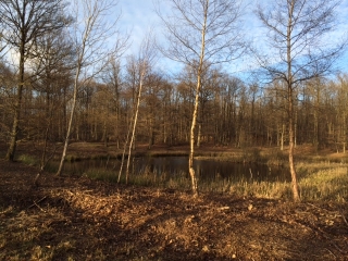 TRIEL-SUR-SEINE - FORET DE L HAUTIL-yvelines