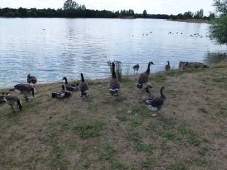 ENTRE FORET ET ETANGS-yvelines
