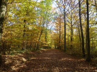 FORET DE PORT-ROYAL ET ETANG DE LA NOES-yvelines