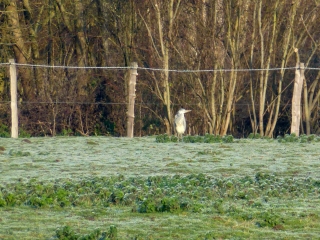 MANTES-LA-JOLIE-yvelines