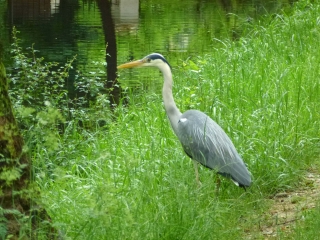 LE PECQ -CHATOU - LACS ET SEINE DES IMPRESSIONNISTES (2)-yvelines