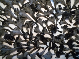 FORET DOMANIALE DE MARLY LE ROI-yvelines