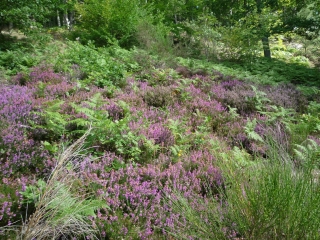 POIGNY-LA-FORET - LES TAILLIS D EPERNON-yvelines