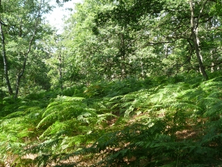 POIGNY-LA-FORET - LES TAILLIS D EPERNON-yvelines