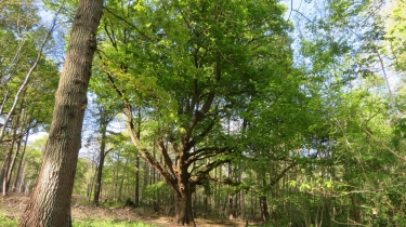 MORAINVILLIERS - LA FORET DES GRANDS-BOIS-yvelines