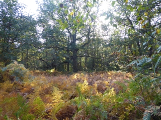 A LA DECOUVERTE DES CLAIRIERES DE VERNEUIL-yvelines