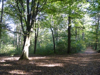 A LA DECOUVERTE DES CLAIRIERES DE VERNEUIL-yvelines