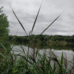 FORET DOMANIALE DE SAINT-GERMAIN - DE MAISONS LAFITTE A CONFLANS-yvelines