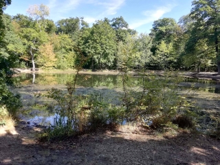PROMENADE EN FORET DE ACHERES - GRAND-CORMIER A SAINT-GERMAIN-EN-LAYE-yvelines
