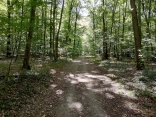 PROMENADE EN FORET DE ACHERES - GRAND-CORMIER A SAINT-GERMAIN-EN-LAYE-yvelines