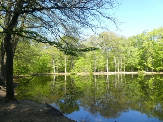 BOUCLE EN FORET DE SAINT-GERMAIN-yvelines