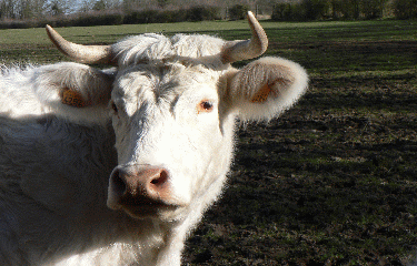 VALLEE DE LA VAUCOULEUR-yvelines