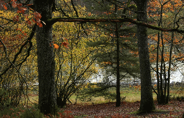 FORET DE RAMBOUILLET-yvelines