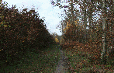 FORET DE RAMBOUILLET-yvelines