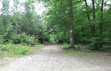 FORET DE ST GERMAIN-yvelines
